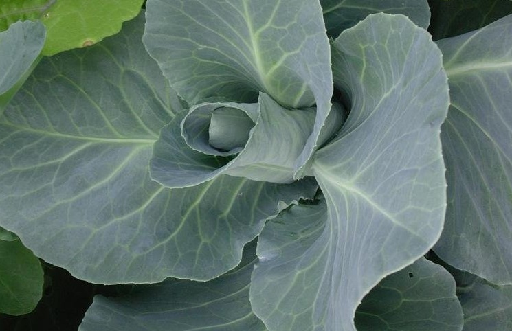 Cabbage Early Jersey Wakefield