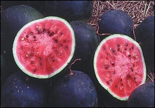 Watermelon Small Shining Light