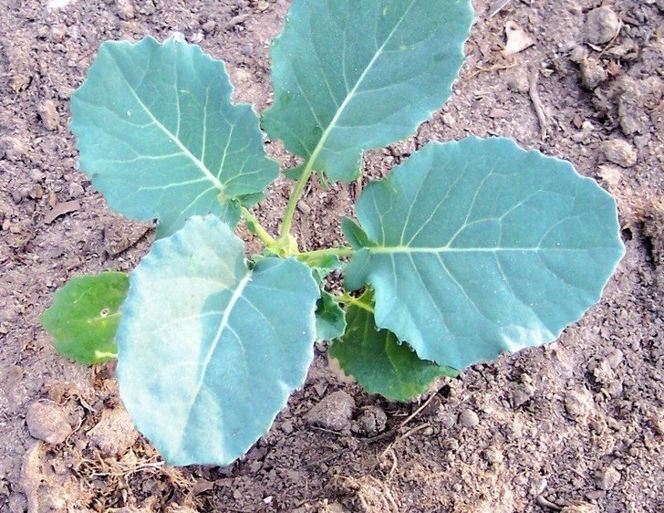 Broccoli Belstar