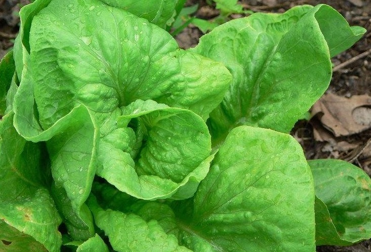 Lettuce, Batavia Lettuce Anuenue