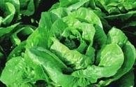Lettuce, Cos Lettuce Parris Island