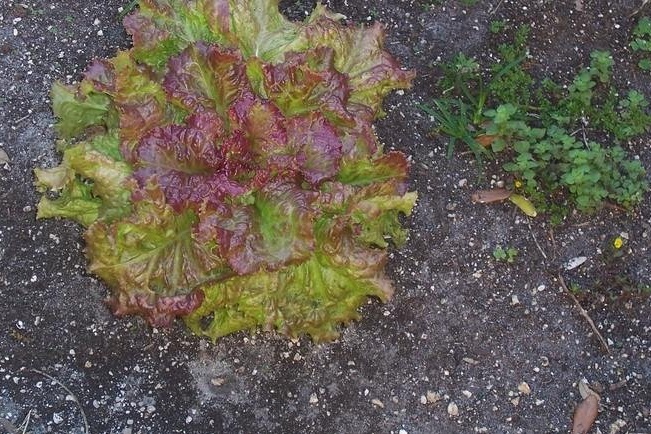 Lettuce, Loose Leaf Lettuce Prize Head