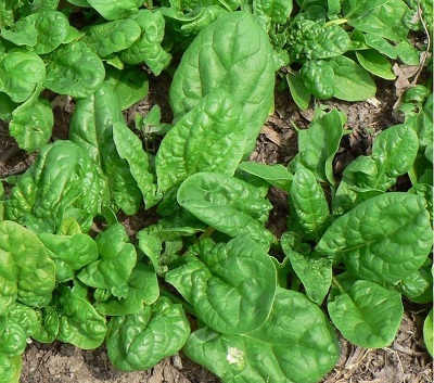 Spinach Tyee