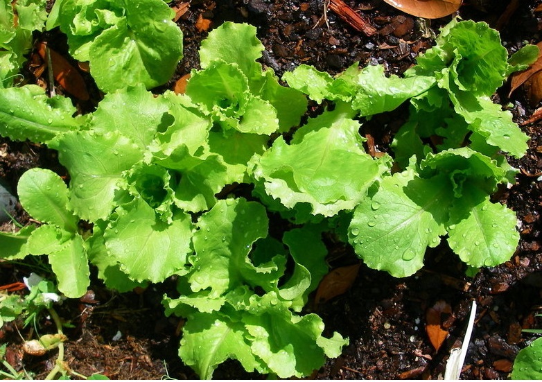 Lettuce, Crisphead Lettuce Webbs Wonderful