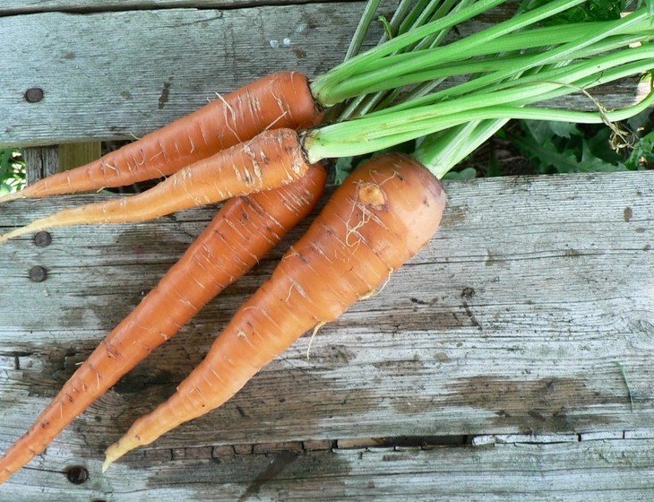 Asian Carrot Shin Kuroda