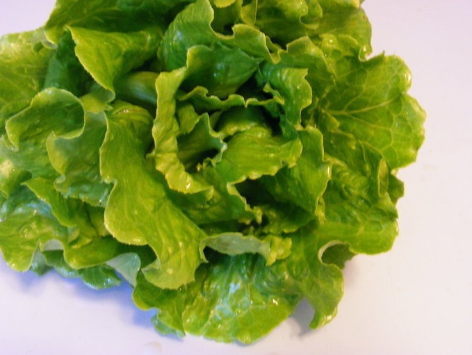 Lettuce, Batavia Lettuce Nevada