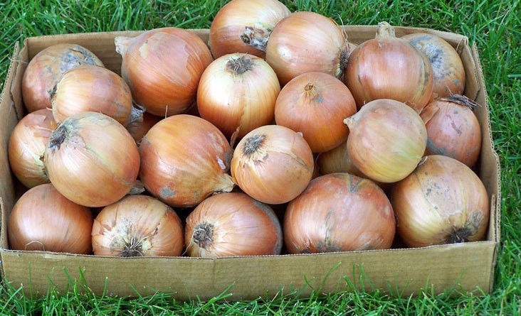 Allium, Garden Onion, Edible Onion Copra