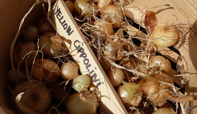 Allium, Garden Onion, Edible Onion Borrettana Cippollini