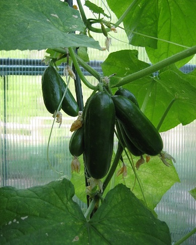 Cucumber Cucino