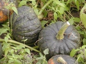 Winter Squash Tetsukabuto