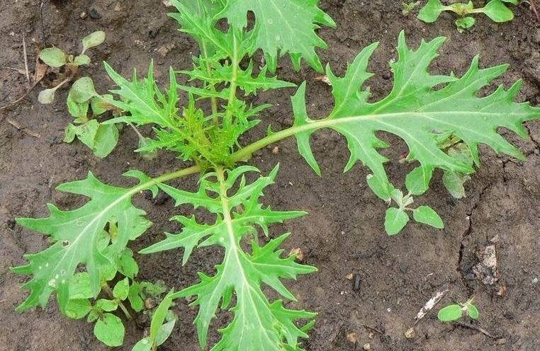 Mizuna, Rapini