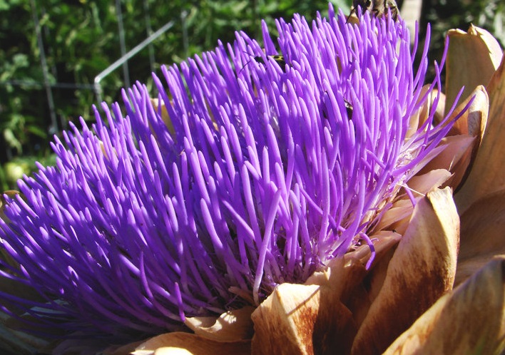 Cynara, Artichoke, Cardoon Green Globe
