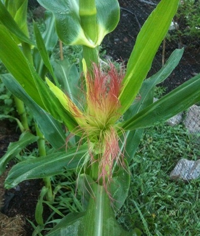 Sweet Corn Sugar Pearl