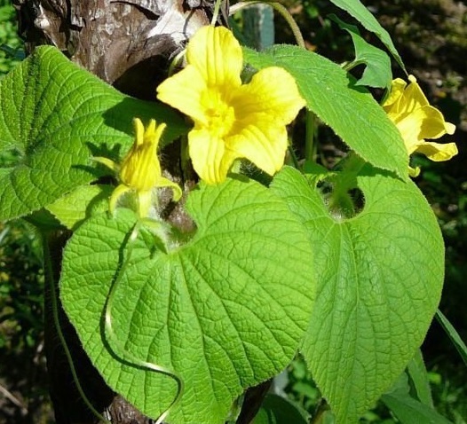 Goldencreeper