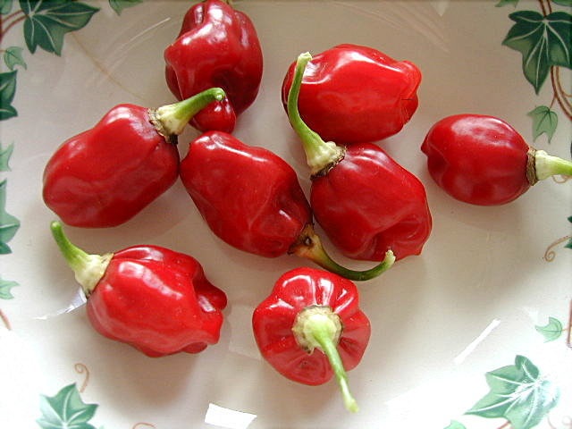 Hot Pepper Atarodo