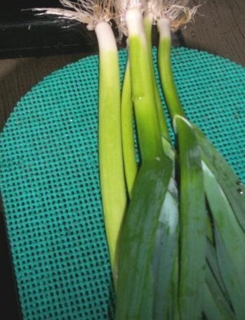 Allium, Leek, Garden Leek