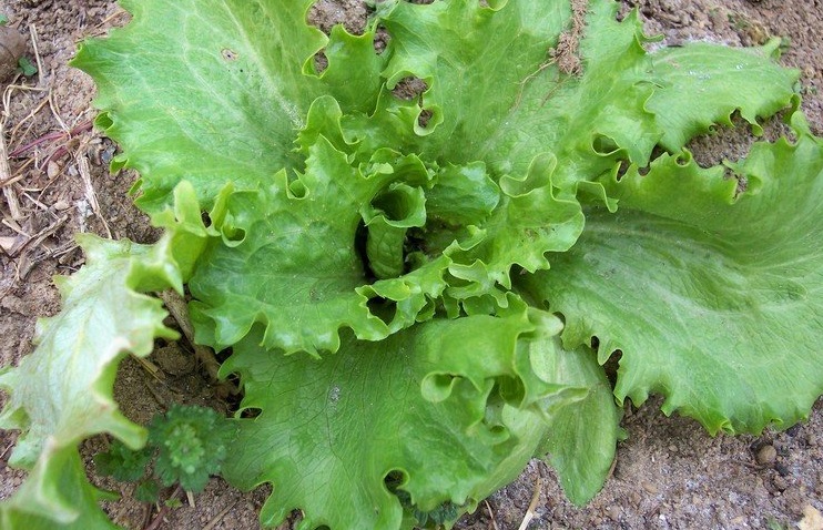 Lettuce, Crisphead Lettuce Iceberg