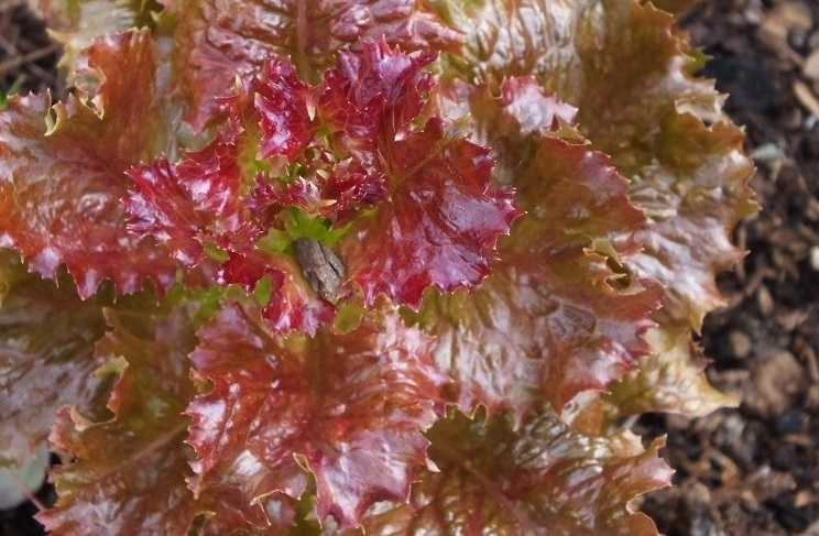 Lactuca, Lettuce, Loose Leaf Lettuce Flame