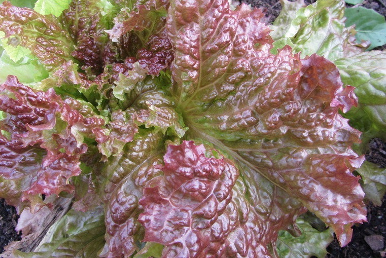 Lettuce, Batavia Lettuce Rouge Grenobloise