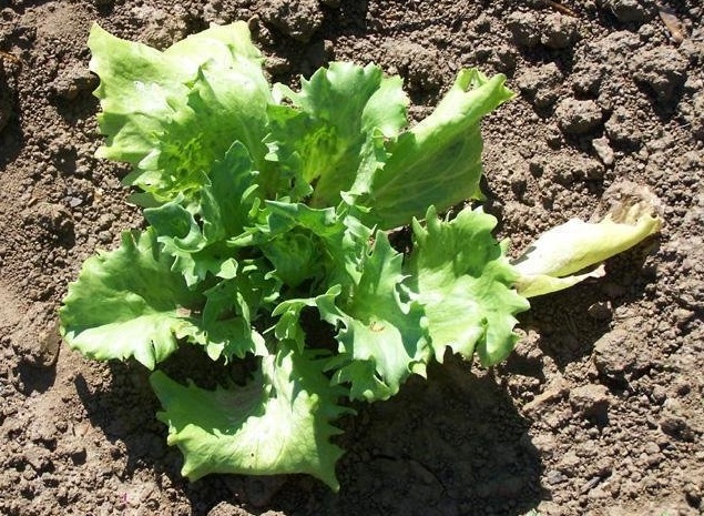 Lettuce, Crisphead Lettuce Summertime