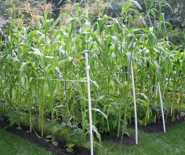 Dent Corn Oaxacan Green