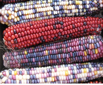 Flint Corn Indian Ornamental