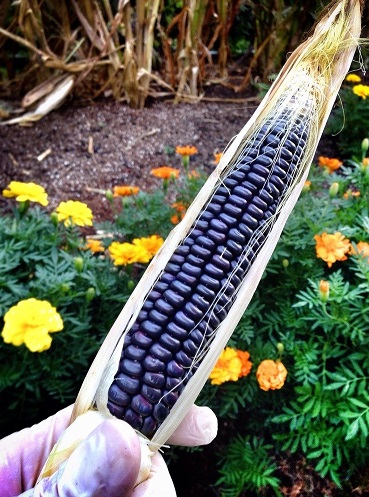 Flour Corn Hopi Blue