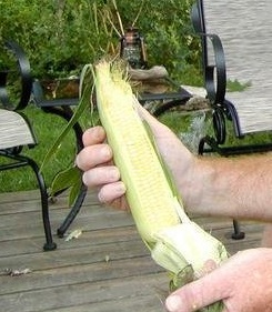 Sweet Corn (Se) Sugar Buns