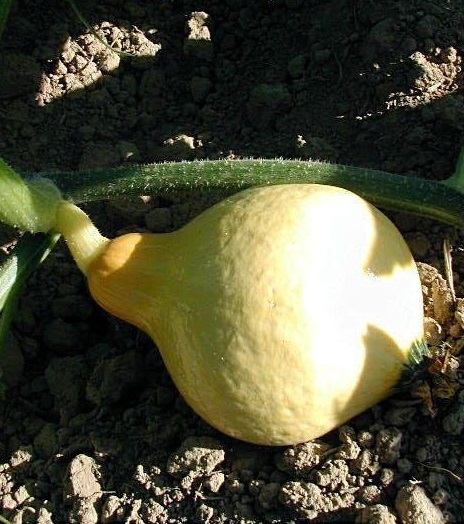 Buttercup Squash, Winter Squash Uchiki Kuri