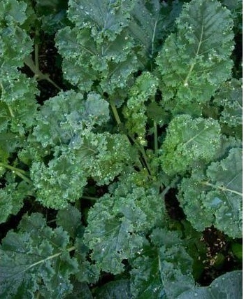 Kale Dwarf Blue Curled Vates
