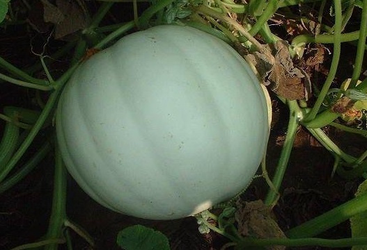Pumpkin, Winter Squash Lumina