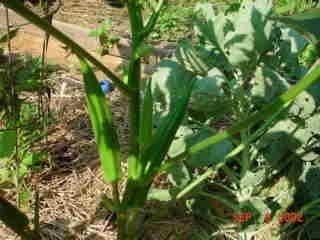 Okra Emerald
