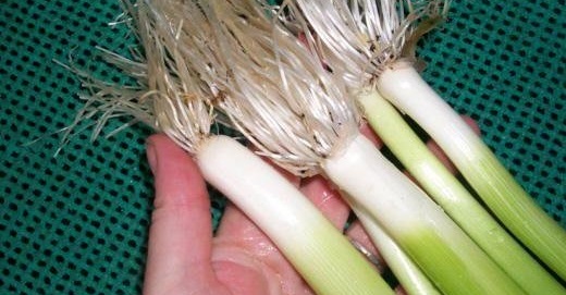 Allium, Leek, Garden Leek King Richard