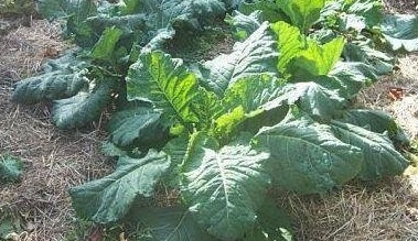 Collard Cabbage Collards
