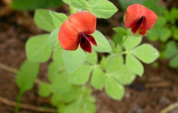 Asparagus Pea, Winged Pea, Square Podded Pea, Winged Lotus
