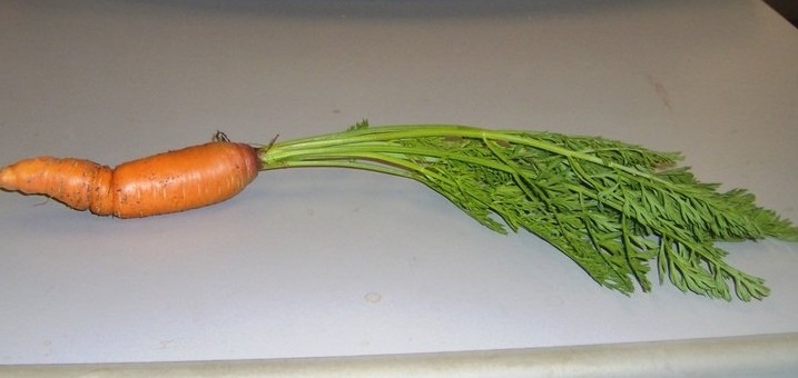 Carrot Nantes