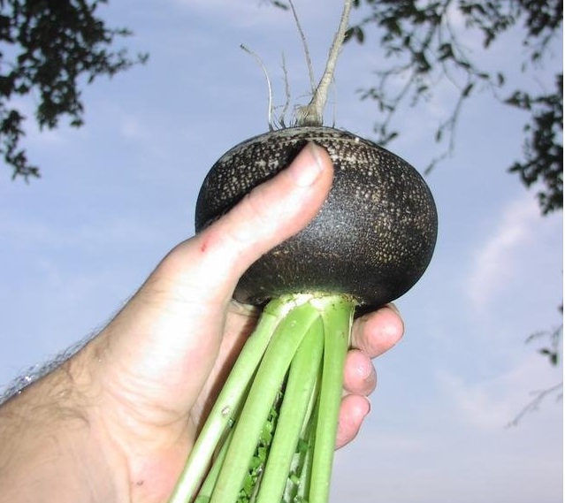 Radish Round Black Spanish
