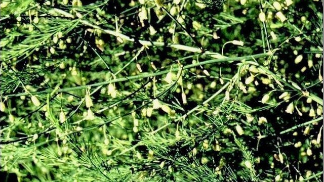 Asparagus Species, Sparrow Grass, Wild Asparagus