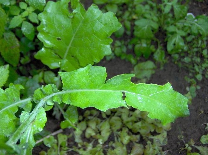 Broccoli Raab, Broccoli Rabe, Brocoletti, Cima di Rapa