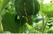 Buttercup Squash, Winter Squash Burgess Buttercup