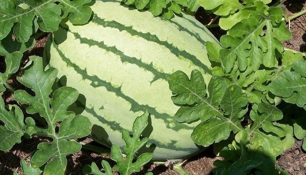 Watermelon Chris-Cross