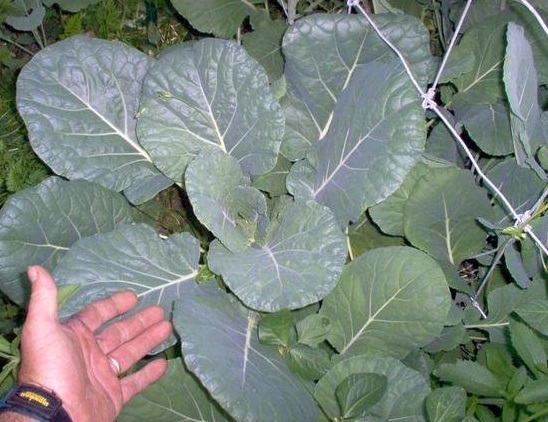 Brassica, Cole, Collard, Kale Georgia