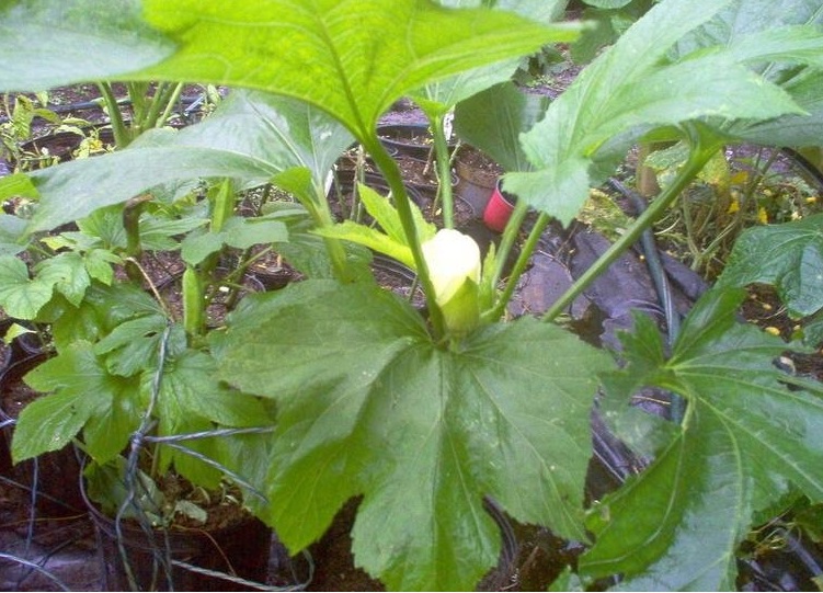 Okra Baby Bubba