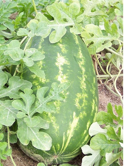 Watermelon Legacy