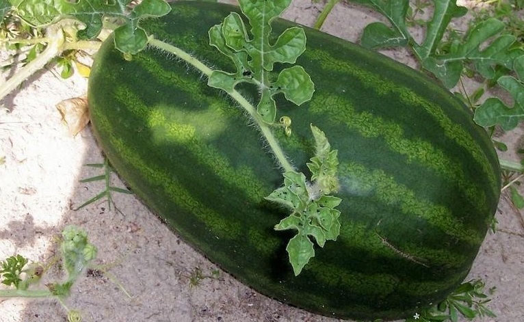 Watermelon Tendergold