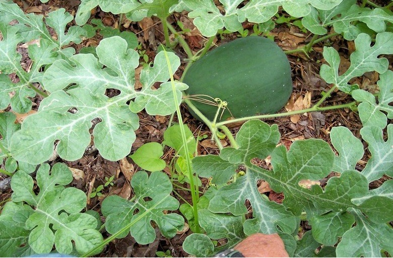Watermelon Burpees Fordhook