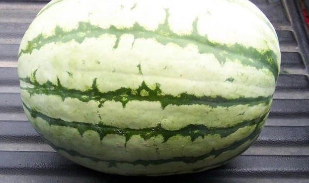 Watermelon AU Sweet Scarlet