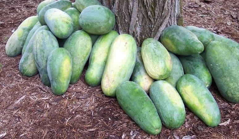 Watermelon Tom Watson