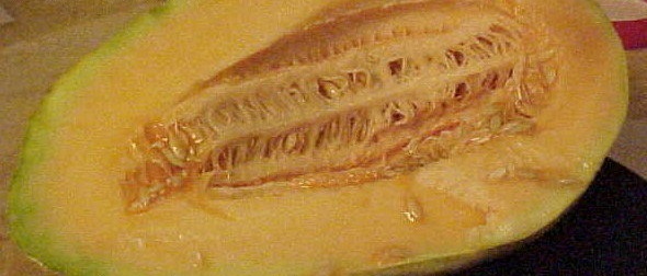 Cantaloupe Old-Time Tennessee