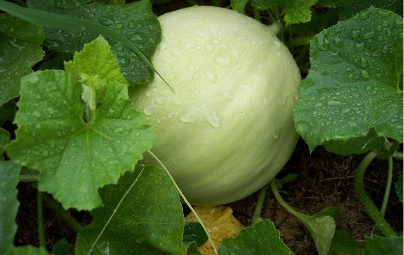 Honey Dew Melon Early Crisp